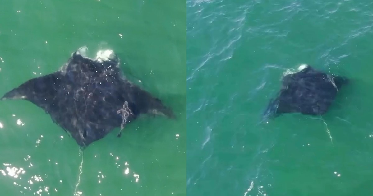 Impactante visita: una mantarraya gigante sorprendió a los bañistas en una playa de Nueva York