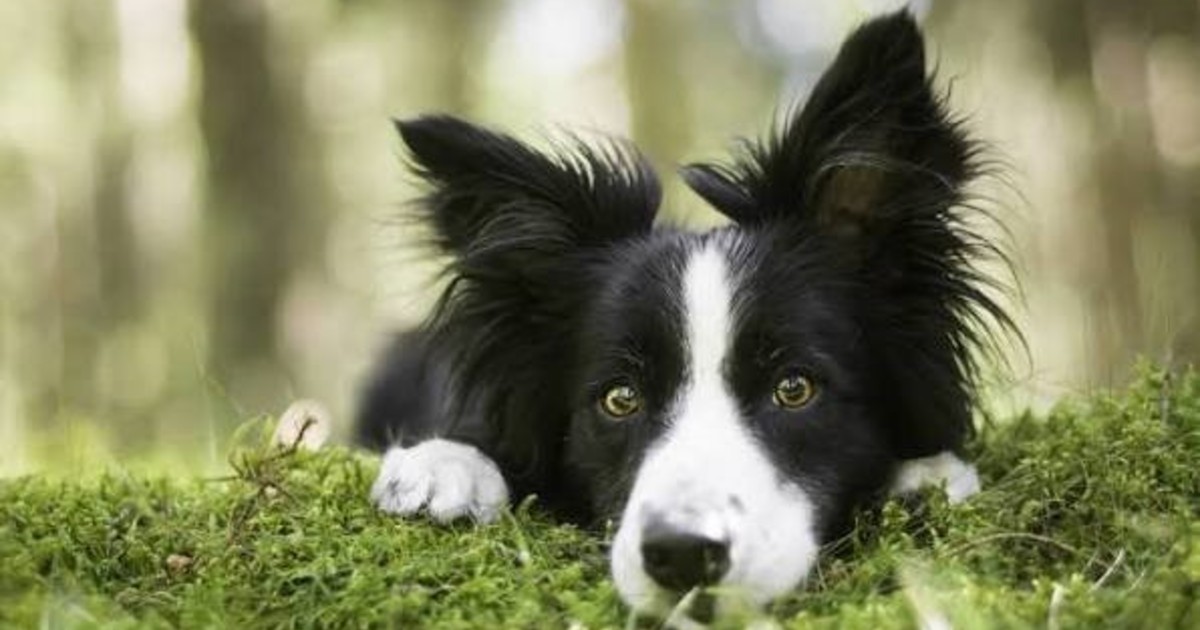 Border Collie que nació para pastorear prefiere el sillón: la historia de Sam