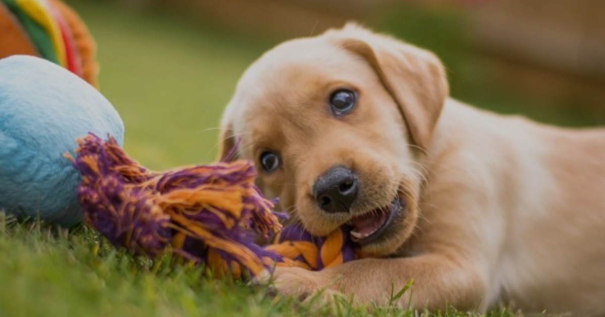 ¿Los perros ven en blanco y negro? Una especialista desmiente el mito y explica cómo perciben los colores