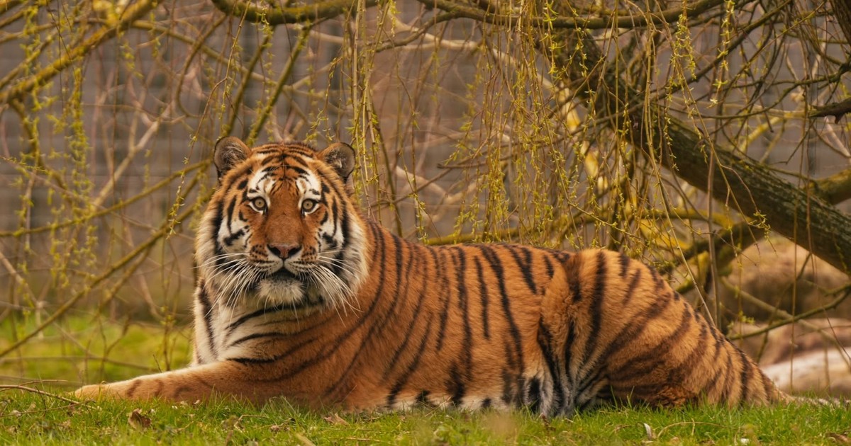 Reabrió el zoológico inglés donde un hombre murió atacado por un tigre