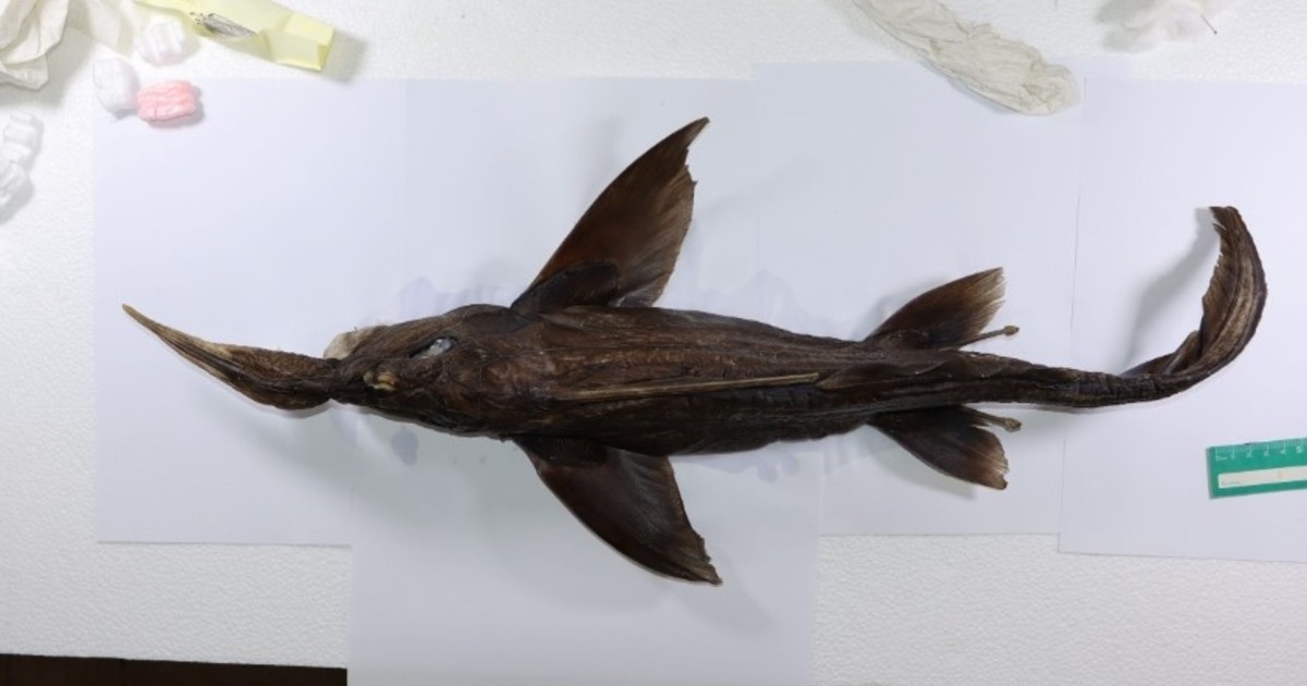 Descubren en Costa Rica una nueva especie de tiburón fantasma de las profundidades