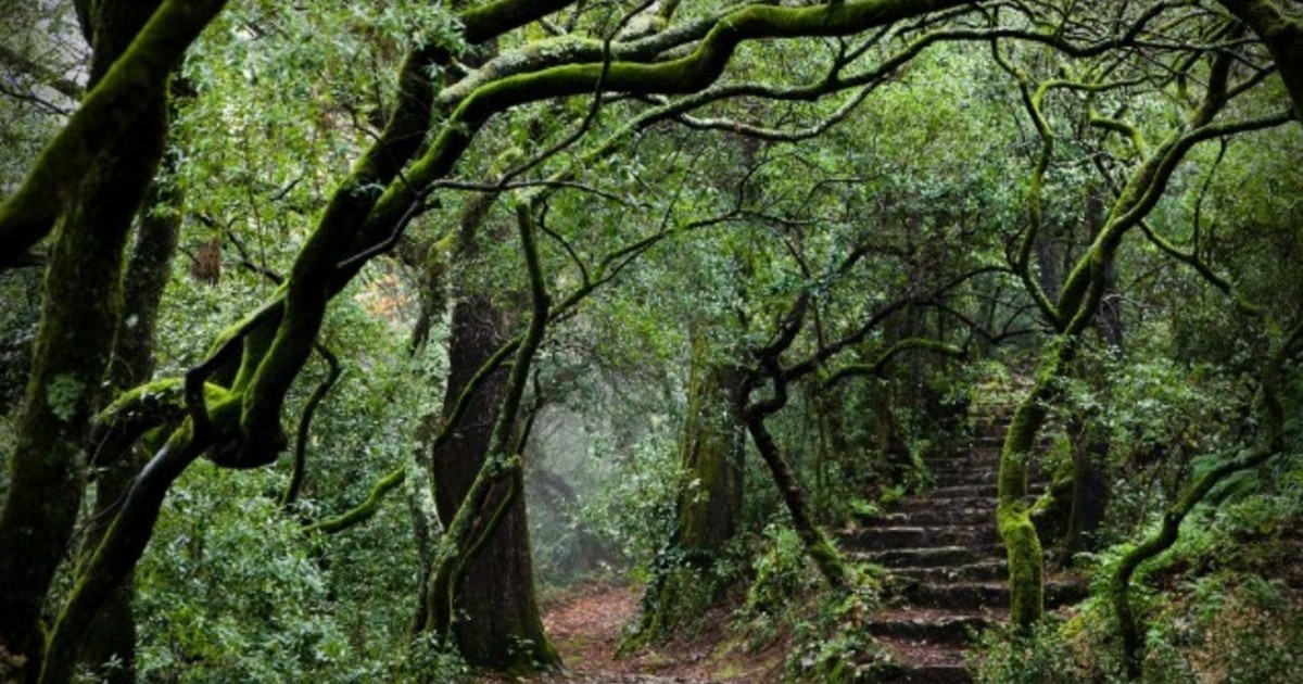 Mata do Bussaco: el primer bosque terapéutico de la península ibérica