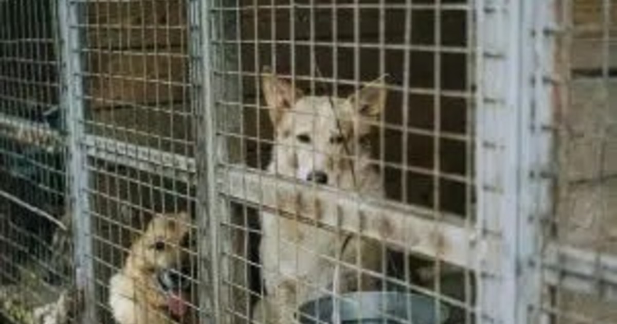 Misterio en Corea del Sur: miles de perros desaparecen antes de la prohibición de la carne canina
