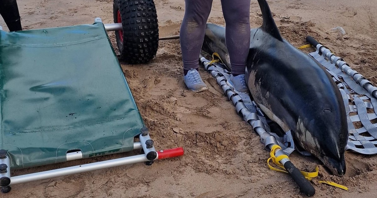 Un delfín varado en una playa de Irlanda volvió al mar tras un operativo de rescate