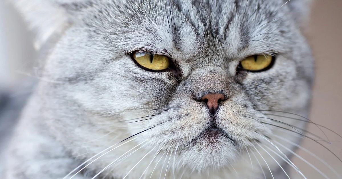 Gatos: cómo detectar su dolor oculto a través de gestos faciales
