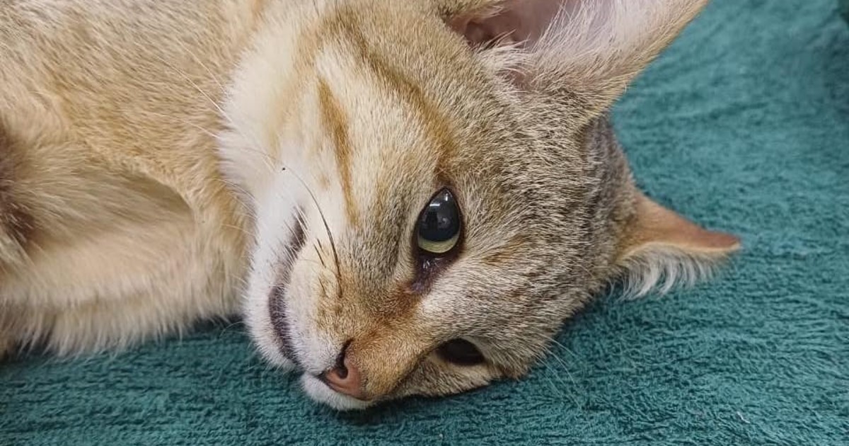 Volvió a su hogar: un gato montés africano fue liberado tras casi cinco meses de rehabilitación