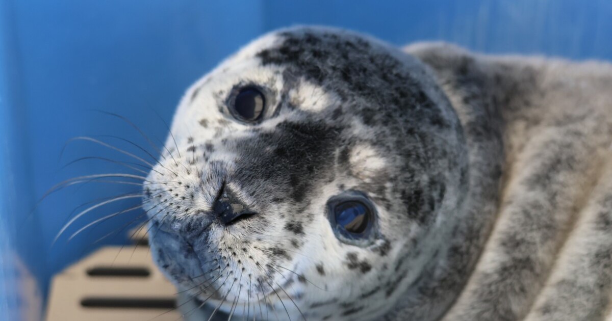 Dos focas rehabilitadas vuelven al mar en Canadá: “Es maravilloso verlas de nuevo en su hábitat”