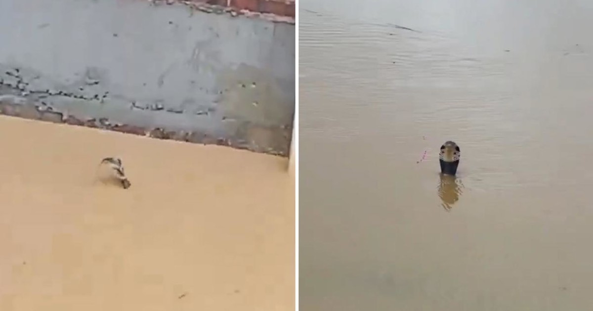 Inundaciones en China liberan más de 800 serpientes de un criadero