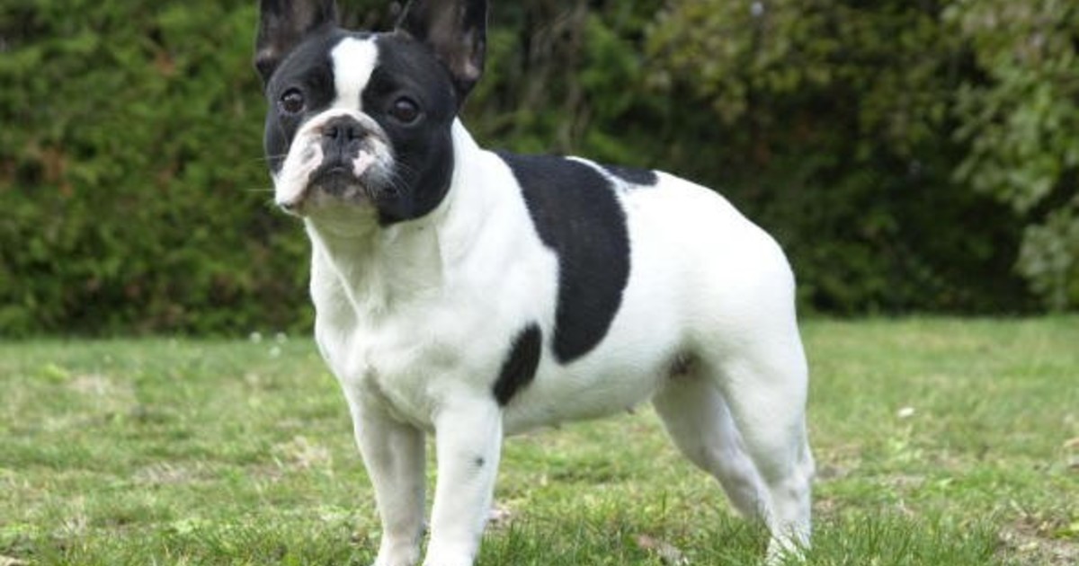 Del arrabal al lujo: la historia del bulldog francés