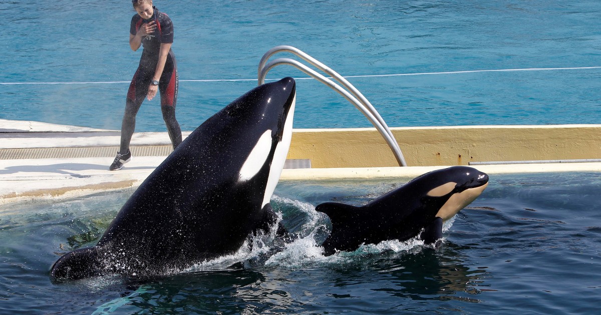 Las últimas orcas de Marineland se mudan a Loro Parque, contra el consejo científico