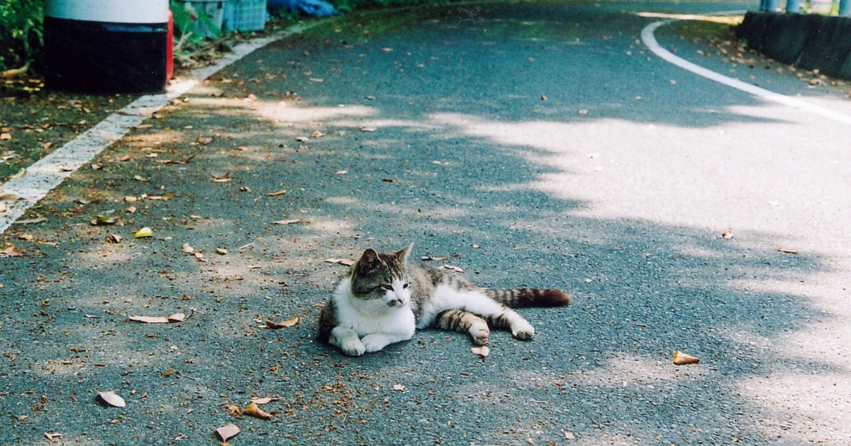 Tashirojima: la isla japonesa donde los gatos mandan