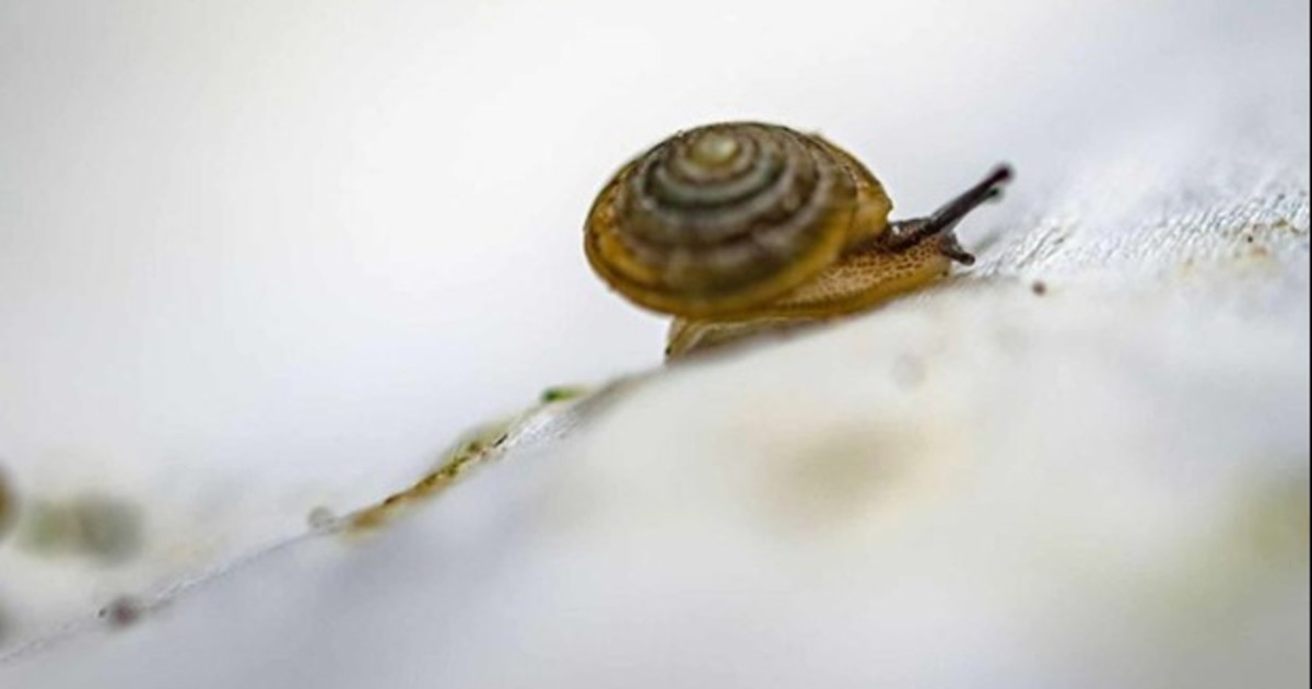 El misterioso viaje de los caracoles antárticos: cómo cruzaron el océano