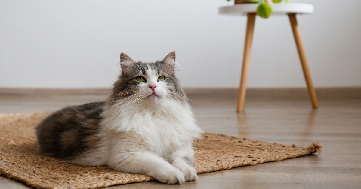 Ola de calor: cómo evitar que tu gato sufra las altas temperaturas