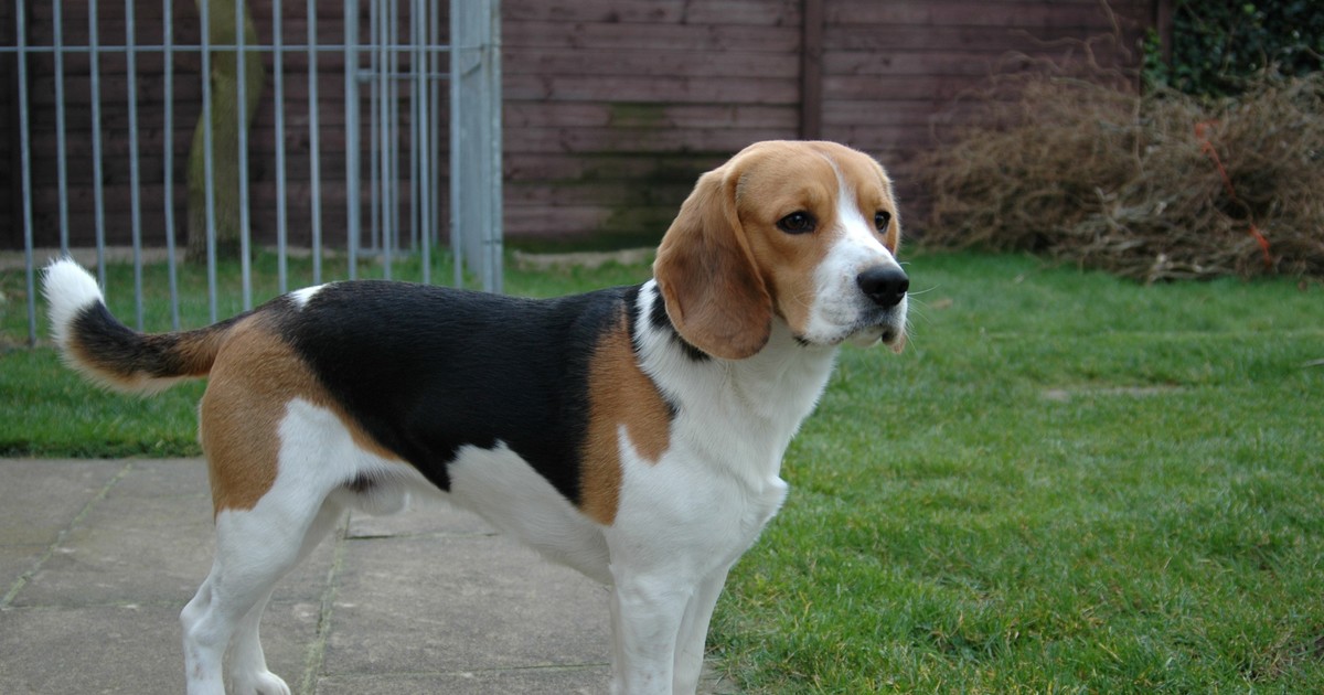 Beagle: el sabueso inglés de olfato privilegiado creado para la caza