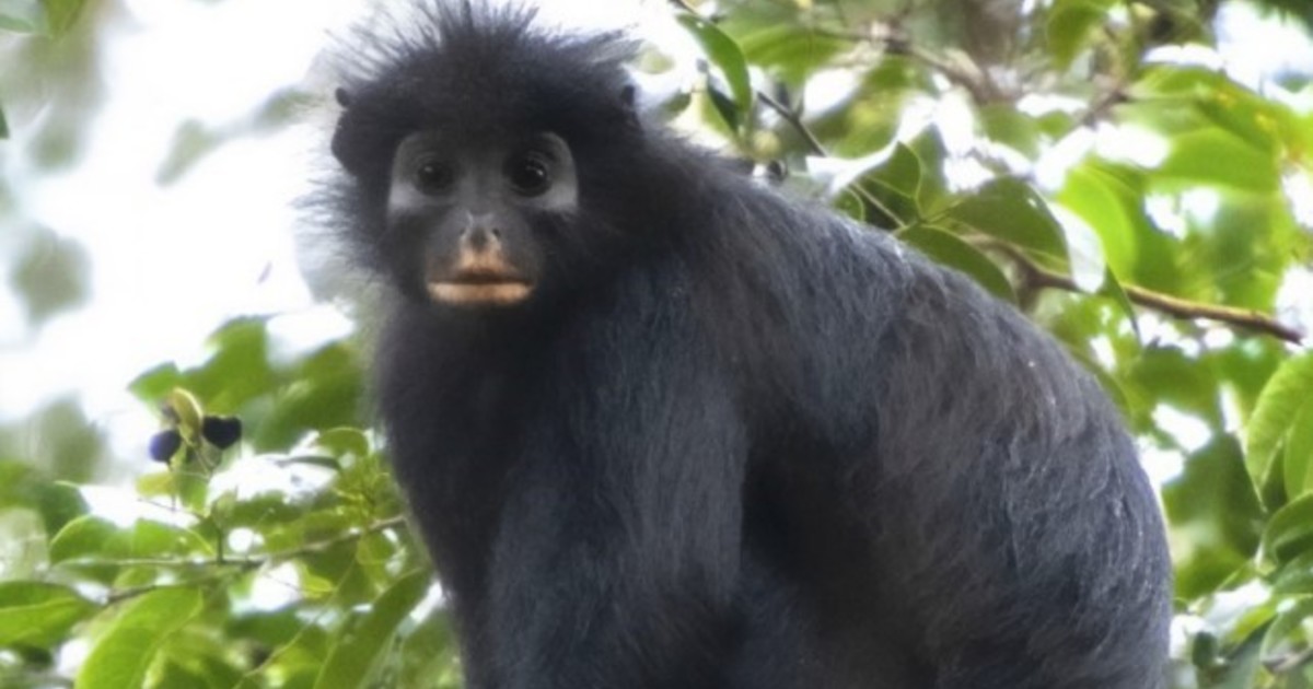 Hallan en el Congo a Likweli, un mono sin pulgares que ruge