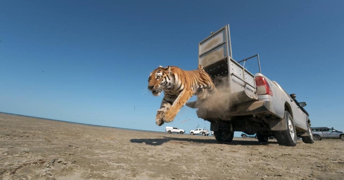 Kazajistán reintroduce a una tigresa de Amur tras 70 años de ausencia