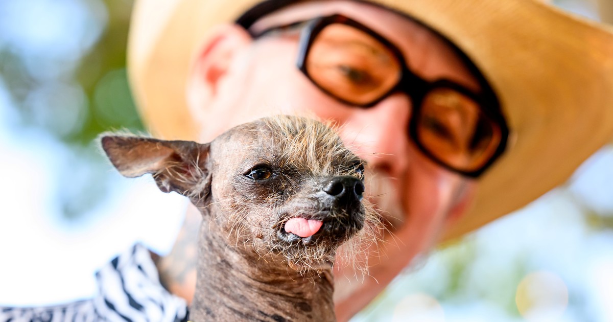 Alerta veterinaria: el sobrepeso en mascotas no siempre se ve a simple vista