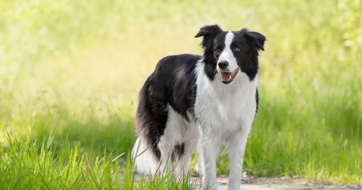 Adrián Conde: “No recomiendo tener un Border Collie en casa con niños”