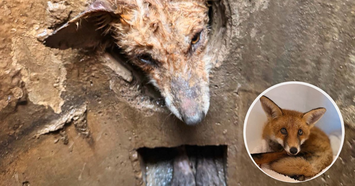 Rescatan a un cachorro de zorro tras nueve horas atrapado en una tubería: 'Es un luchador'