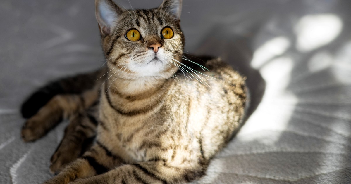 Día del Gato: un homenaje a los felinos que invita a cuidarlos mejor