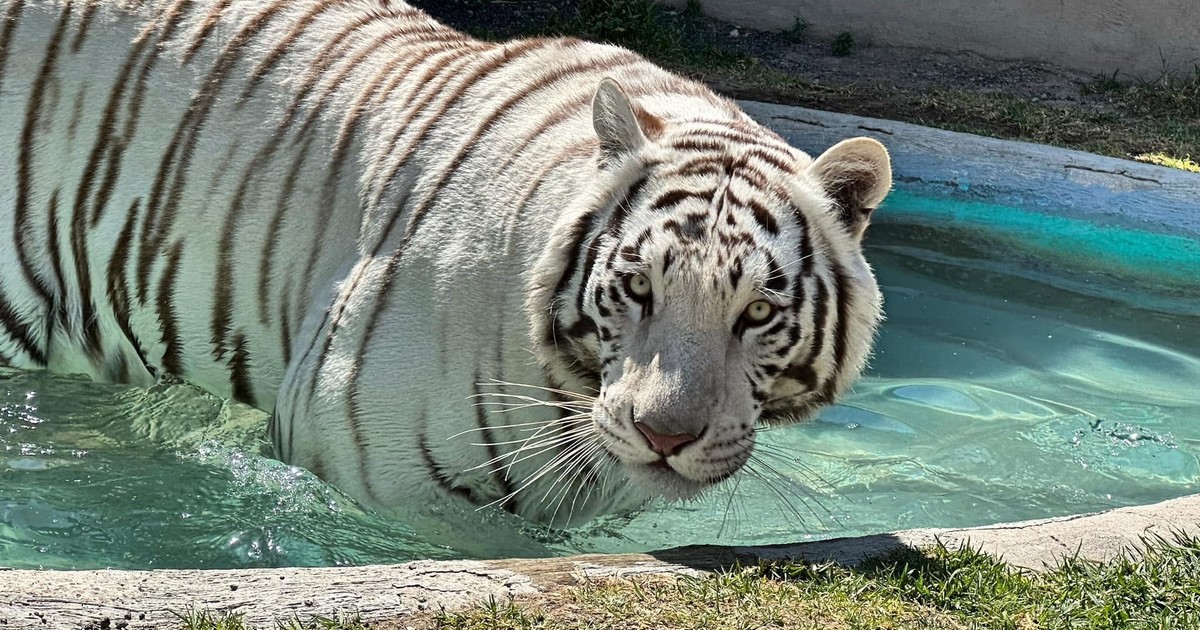 Polémica en México: mataron a un tigre de Bengala que había escapado pese a tener sedantes