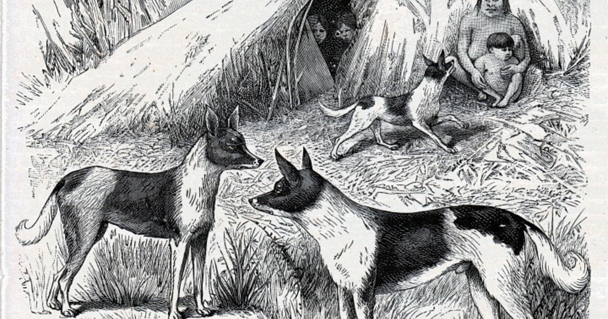 El misterio del perro yagán: ¿cánido extinto o zorro domesticado?