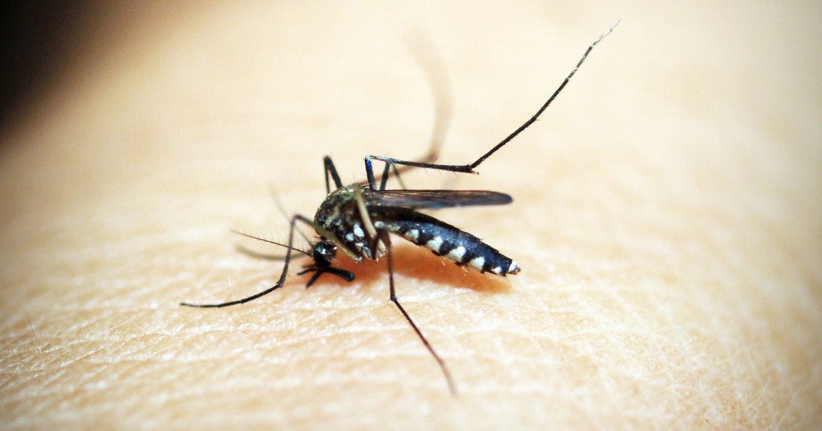 ¿Por qué los mosquitos te eligen? Un biólogo explica la ciencia detrás de sus picaduras
