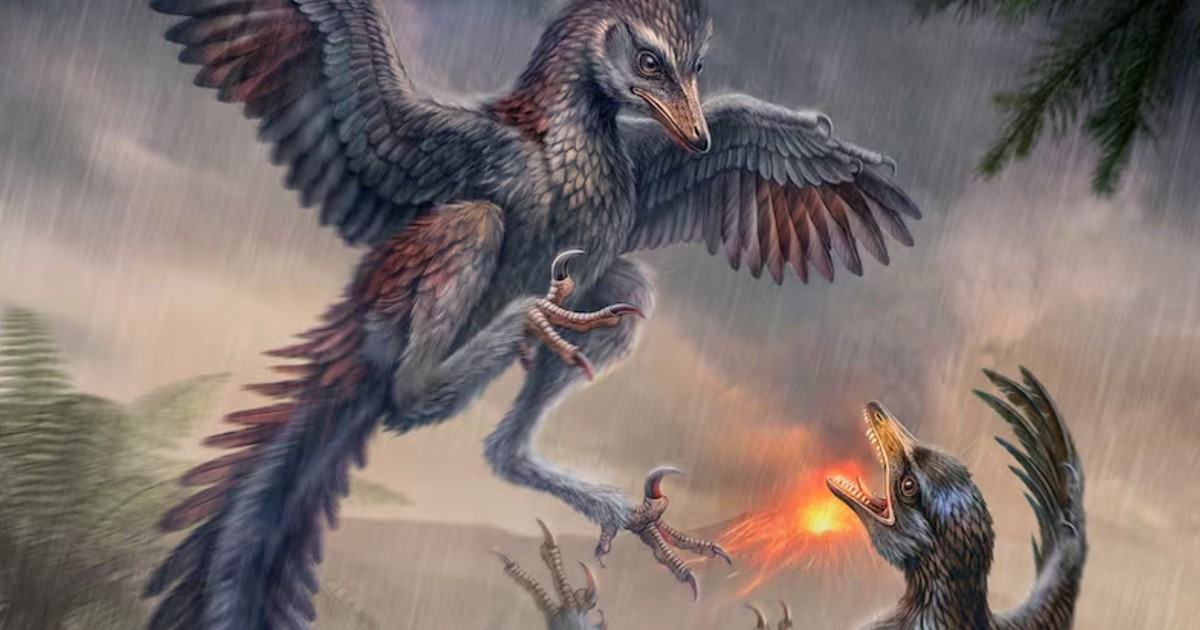 Un ave jurásica con dientes y garra de dinosaurio reabre el debate sobre el origen del vuelo