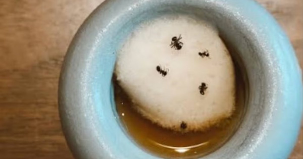 Chef con estrellas Michelin podría ir preso por servir un postre con hormigas