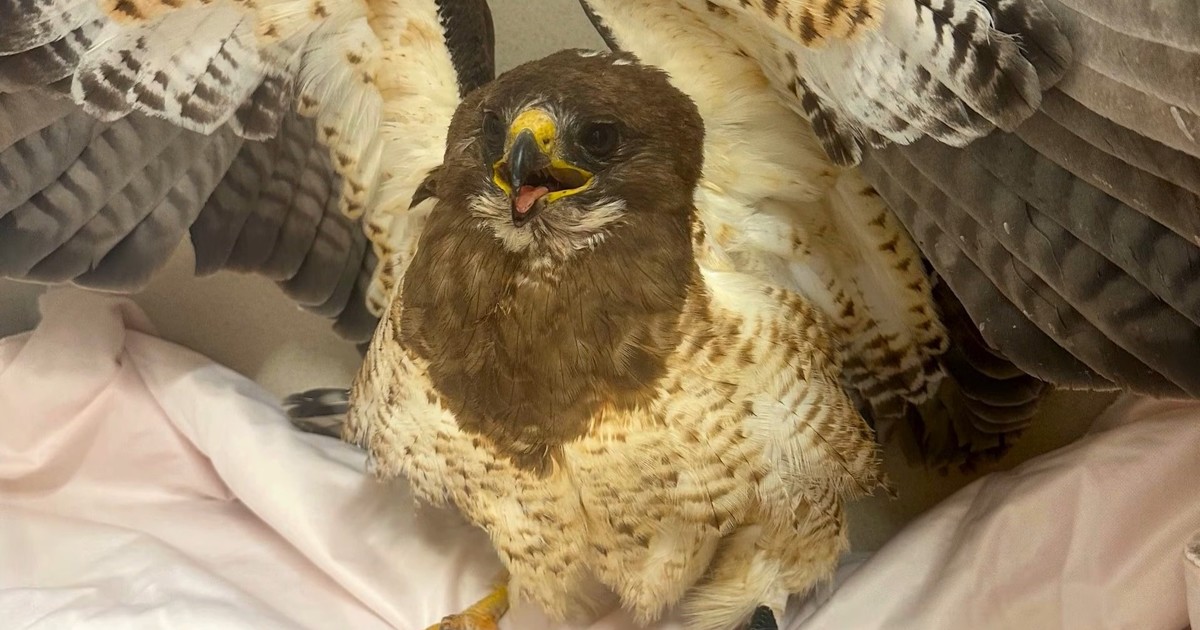 Un ave atropellada volvió a volar tras una cirugía y rehabilitación en Estados Unidos