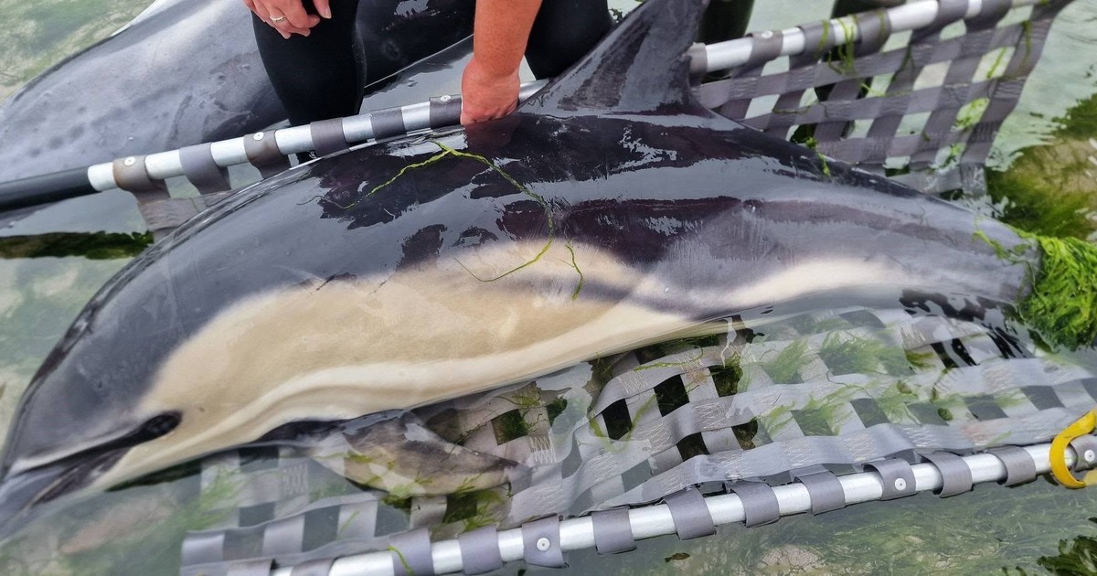 Operativo de rescate en Irlanda: logran salvar a 12 delfines varados en una playa