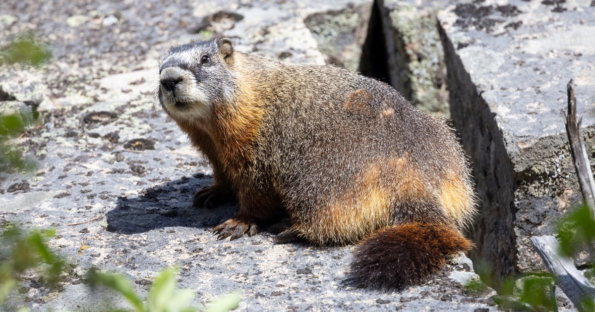 Una marmota y sus crías volvieron a la naturaleza tras ser rescatadas bajo un contenedor en Colorado