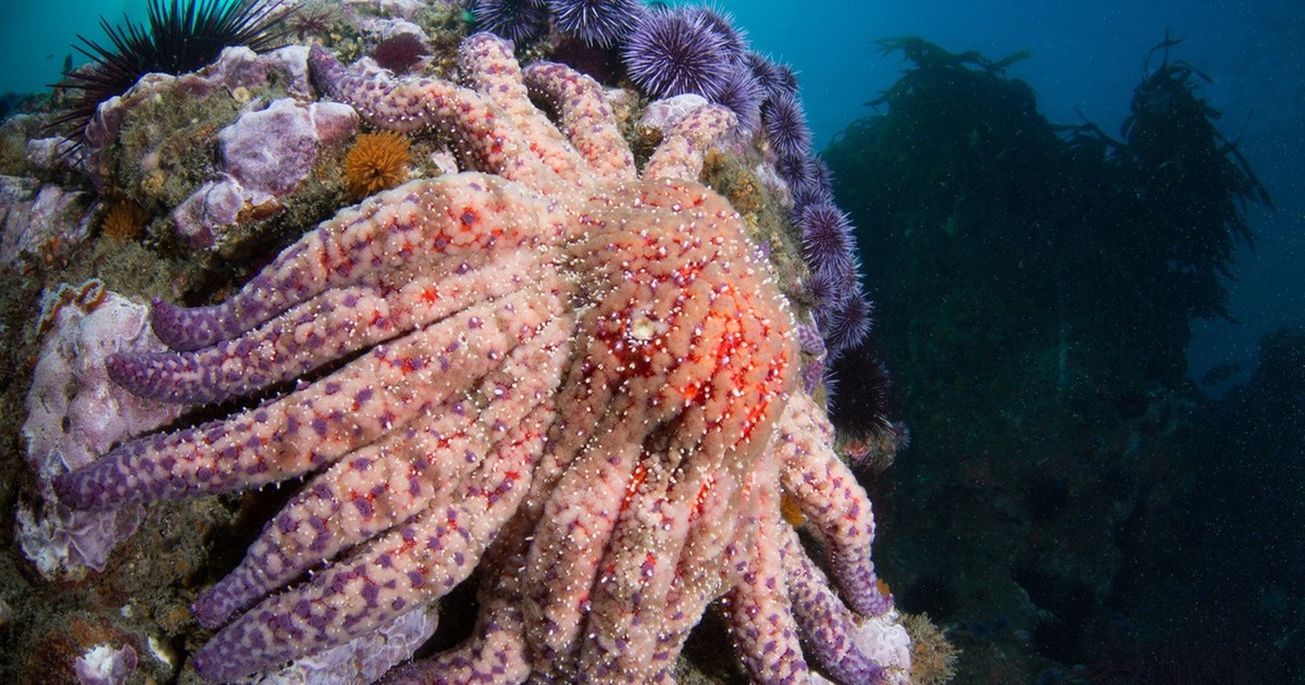Redescubren estrella de mar gigante que podría salvar bosques submarinos