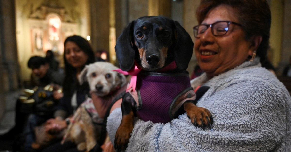 Perros tomaron las iglesias de Bolivia en el Día de San Roque