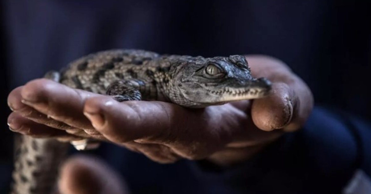 Ola de calor provoca nacimiento récord de diez cocodrilos del Nilo sin intervención humana
