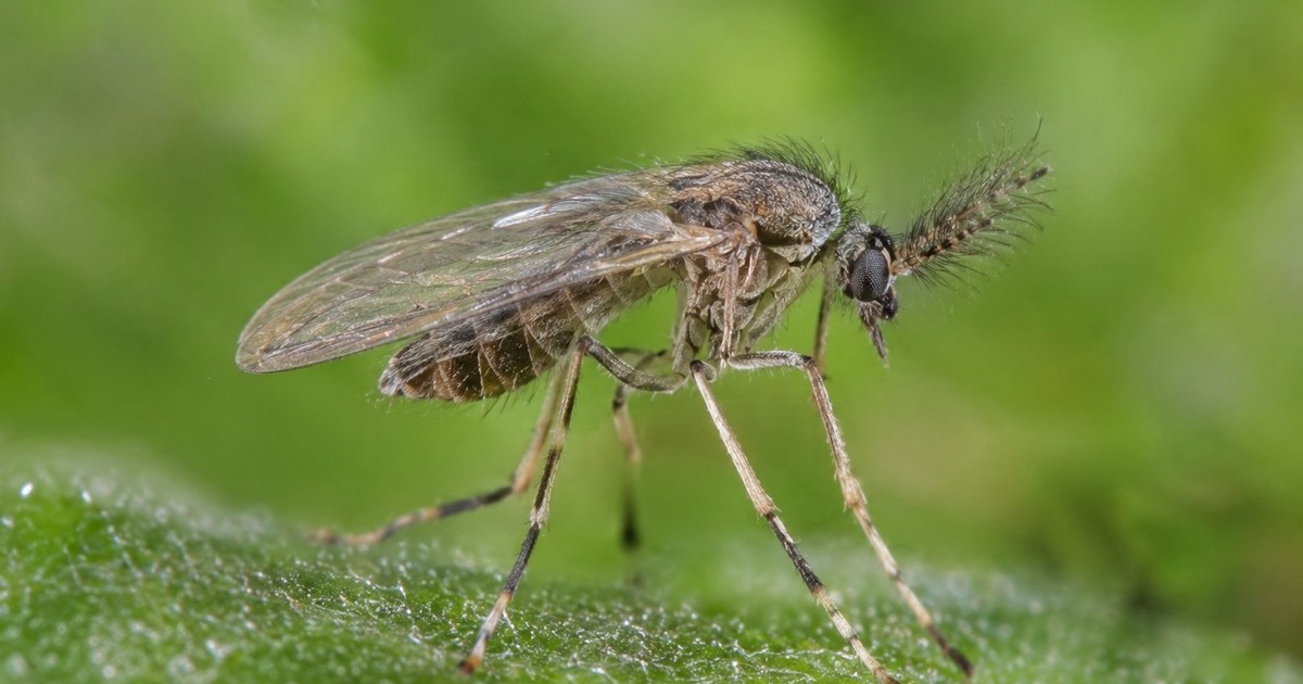 Alerta sanitaria: primer caso humano del virus Shamonda tras la picadura de un mosquito en Francia