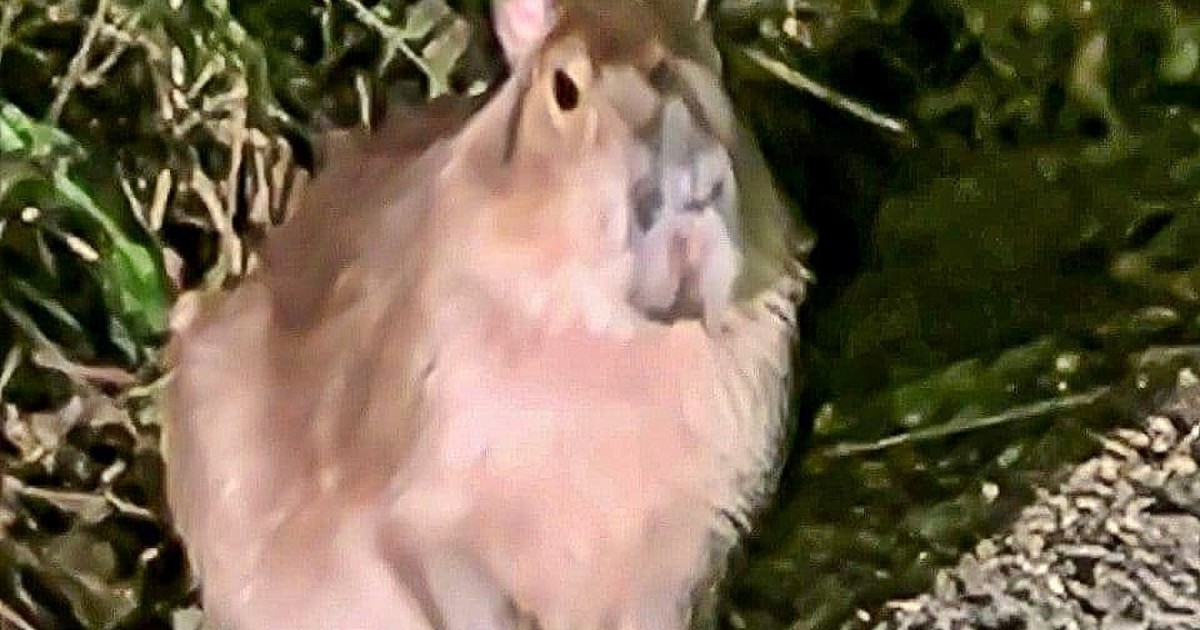 Samba, el capibara que escapó de un zoológico, apareció con vida tras cinco meses de misterio