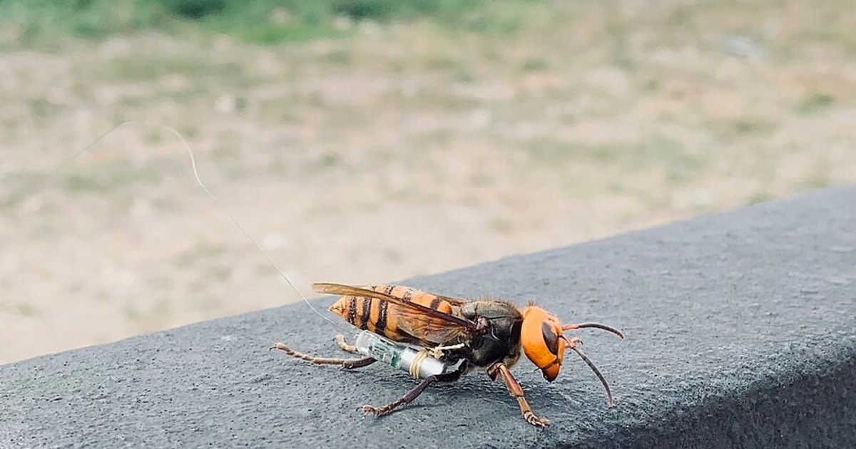 IA creada en Reino Unido detecta y atrapa avispones asiáticos para proteger a las abejas
