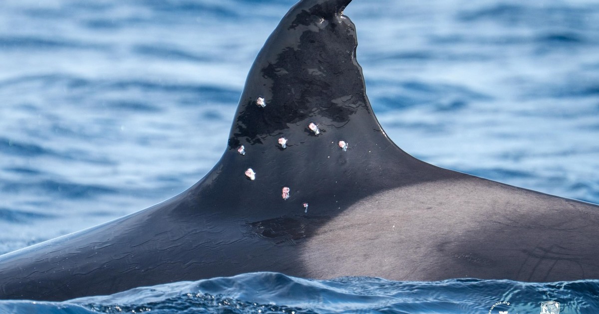 Atacan a una de las orcas más viejas del Estrecho: recibió al menos diez perdigonazos