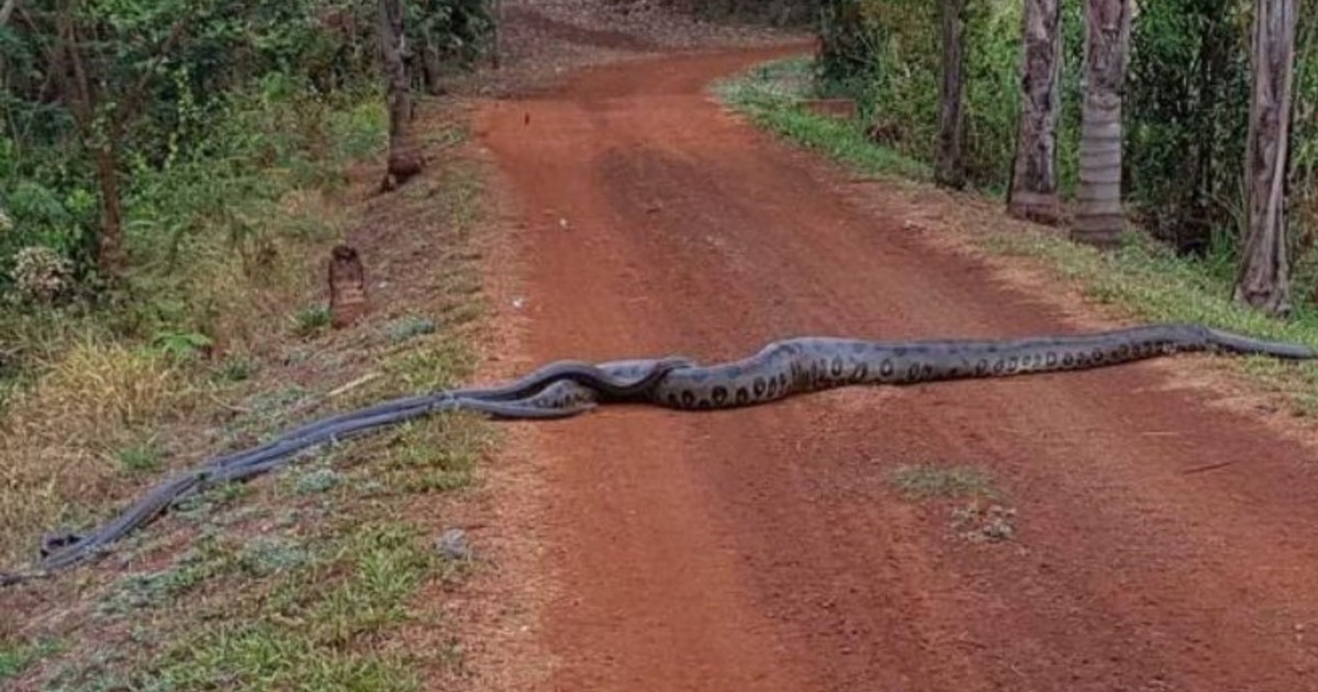 Captan a una anaconda de 6 metros liderando a un grupo de serpientes en una ruta