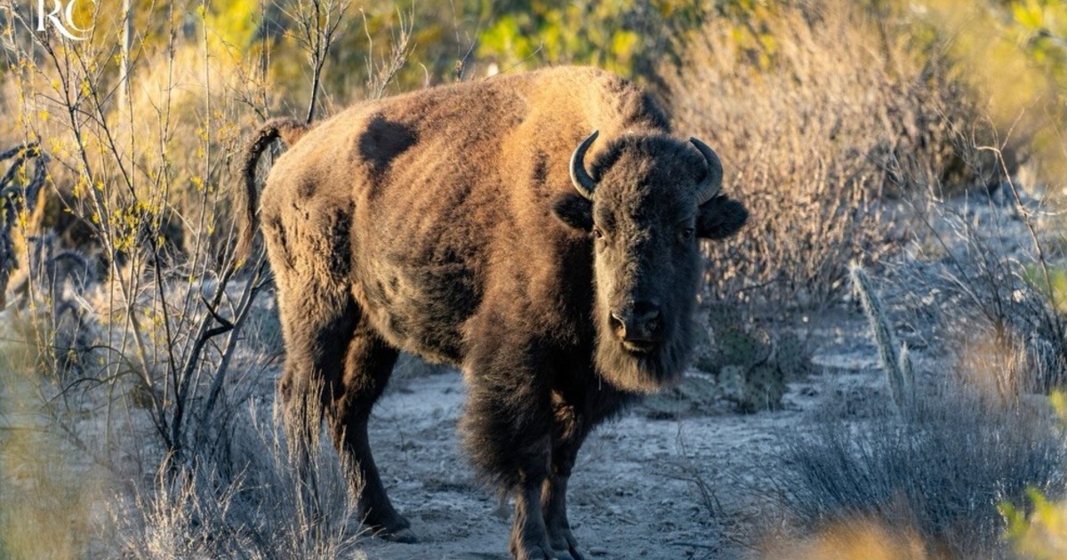 Bisontes liberados en México ya atraen fauna salvaje al desierto