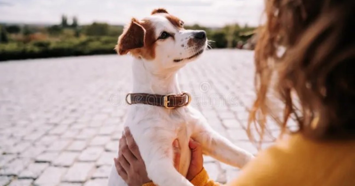 Perros: expertos en leer caras humanas, ahora también distinguen miedo de tristeza
