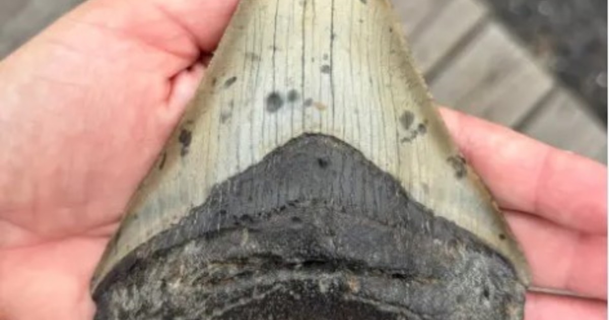 Hallazgo de un diente de megalodón, el tiburón más grande de la historia