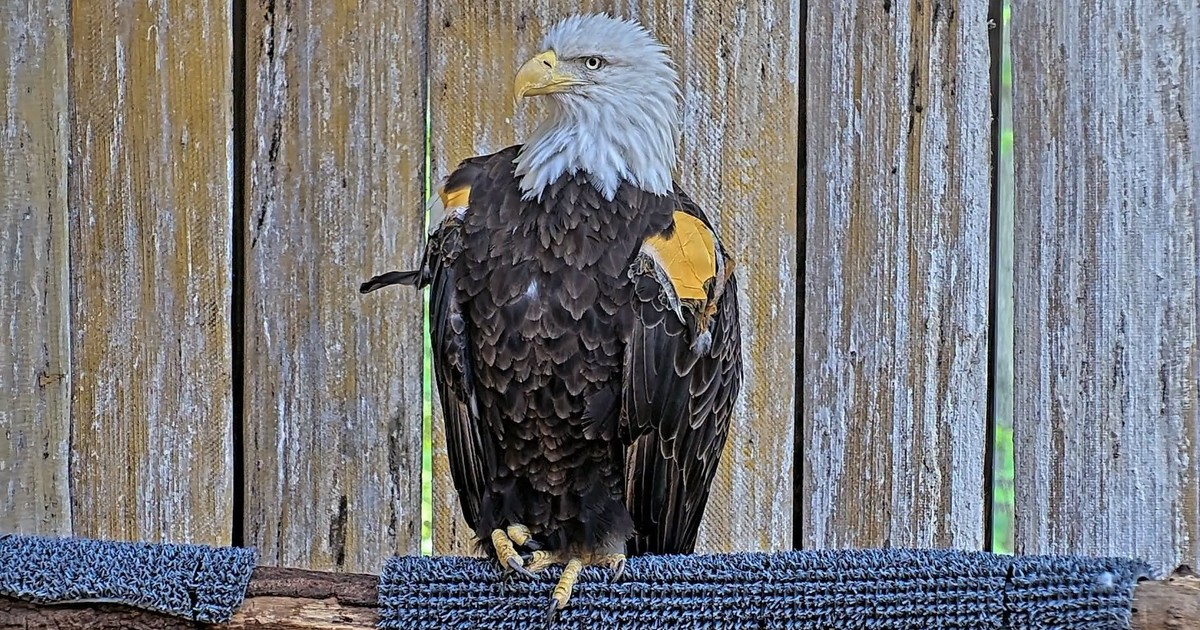 Un águila calva volvió a volar tras recuperarse de una intoxicación severa en Virginia