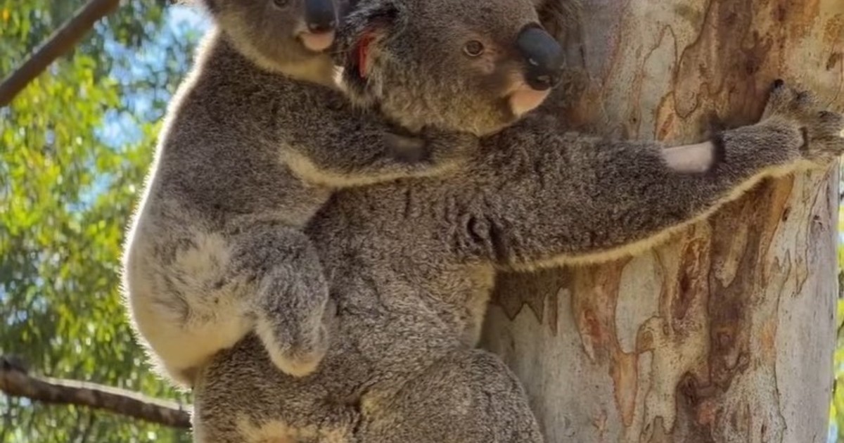 Segunda oportunidad para una madre koala y su cría tras ser atropelladas por un tren en Australia