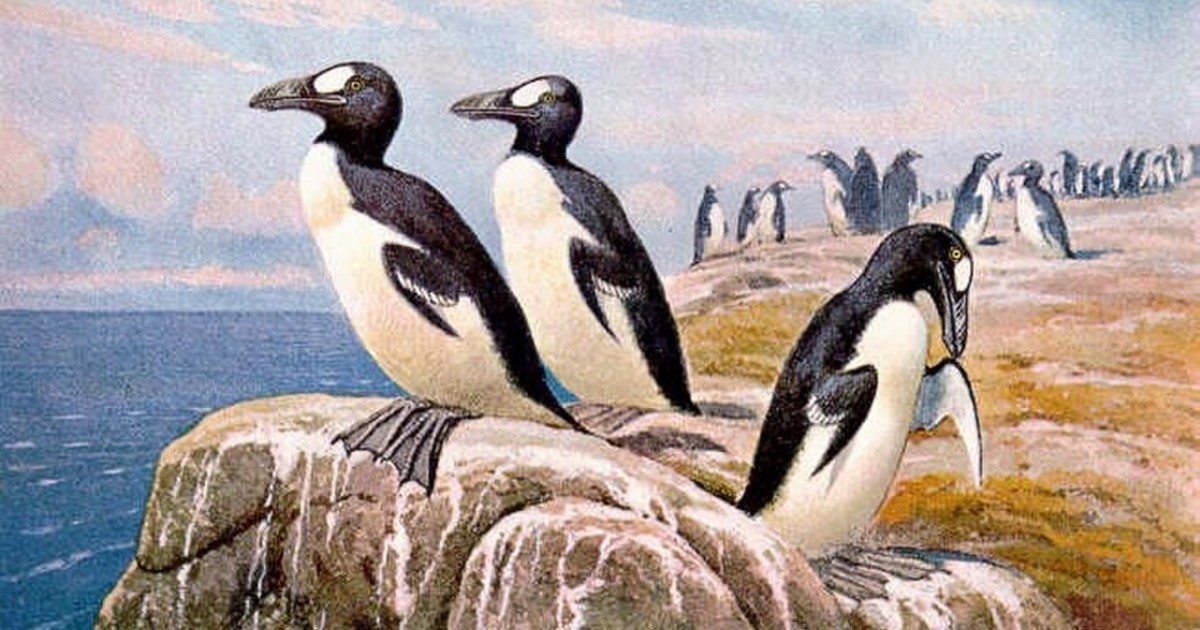 El alca gigante: el 'falso pingüino' que el humano llevó a la extinción