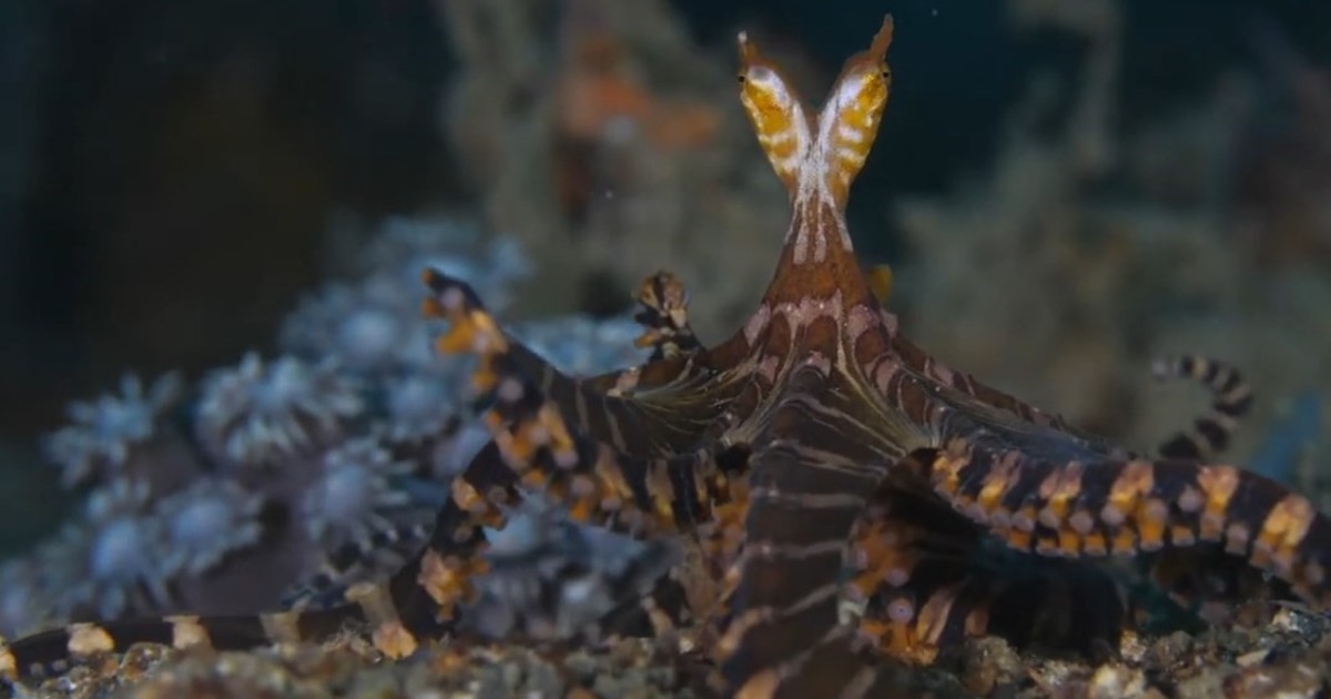 Descubren un pulpo que cambia de color y tiene ojos alargados en las profundidades marinas