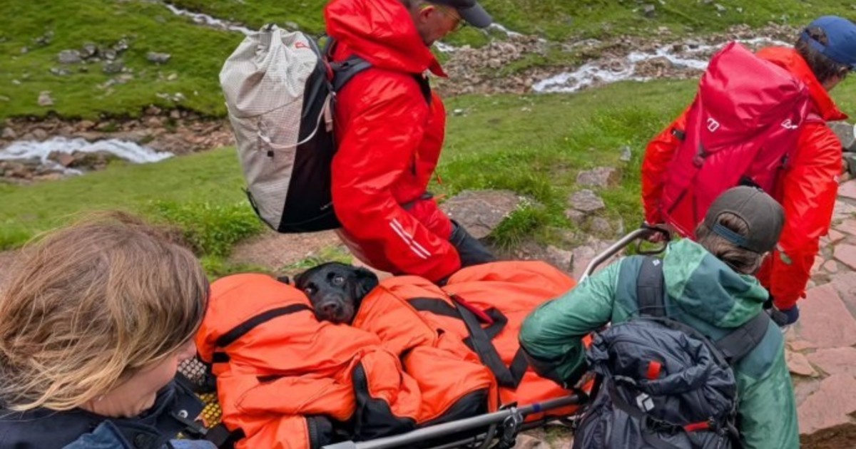 Rescatistas británicos salvan a perra que colapsó en montaña tras comer marihuana