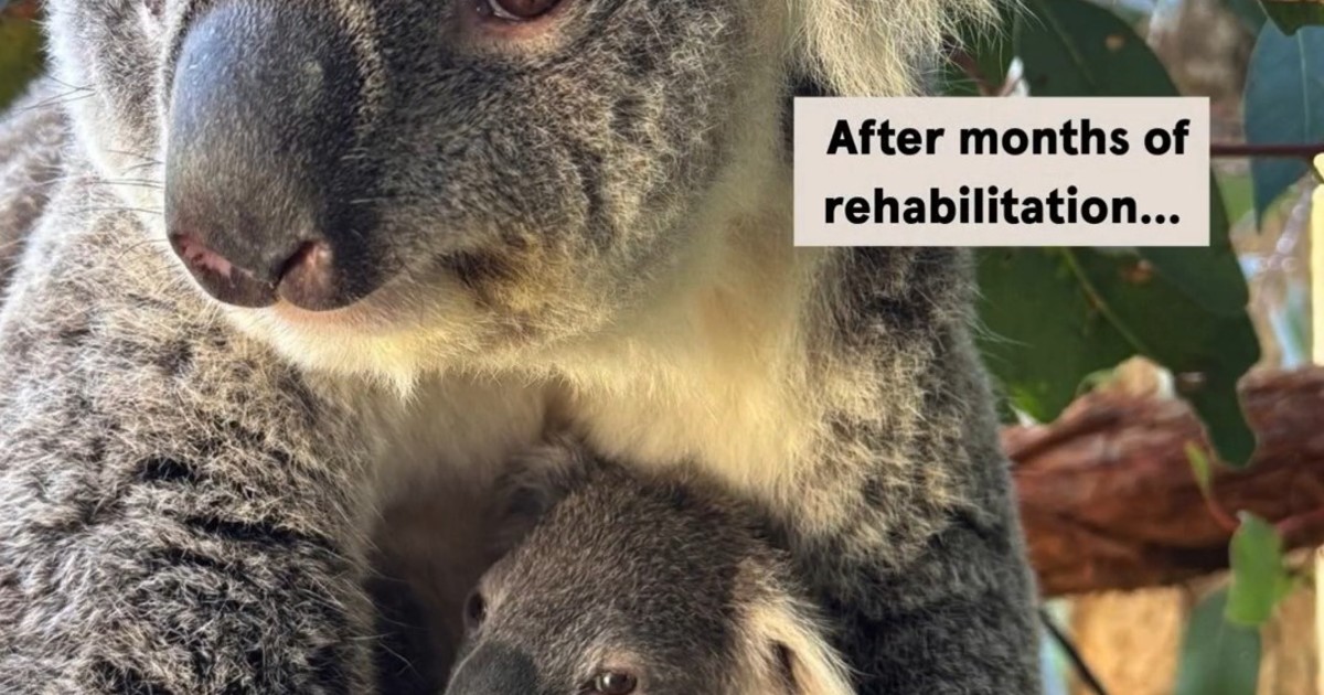 Un koala y su cría vuelven a la naturaleza tras un accidente en Australia