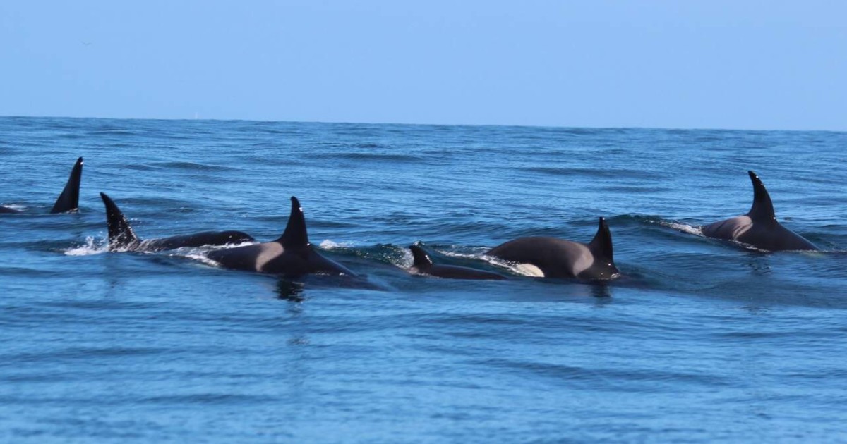 Nuevos datos sobre el ataque a Toñi, la orca más longeva del Estrecho